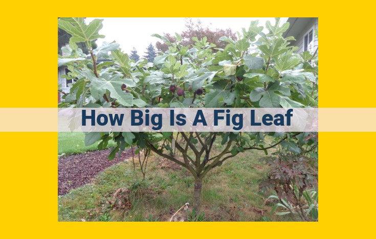 Comprehensive Guide to Fig Leaf Dimensions: Size, Shape, Surface Characteristics