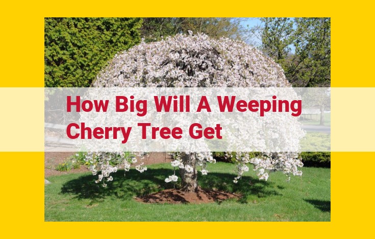 Captivating Weeping Cherry Trees: Adorn Your Garden with Grace and Beauty