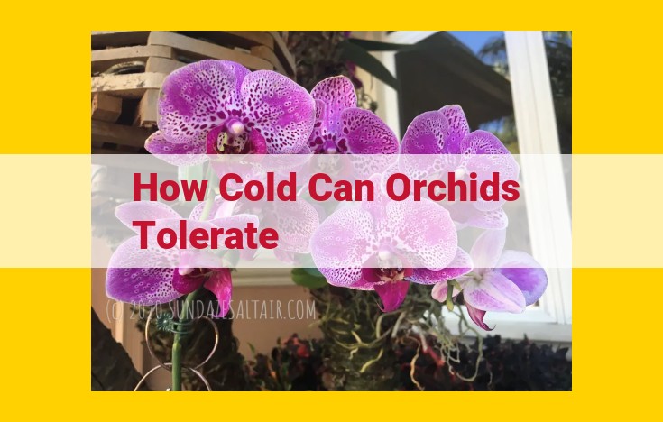 Understanding Cold Tolerance in Orchids for Optimal Care in Varying Climates