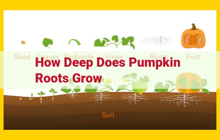 Pumpkin Root Structure: A Comprehensive Guide to Depth, Network, and Absorption