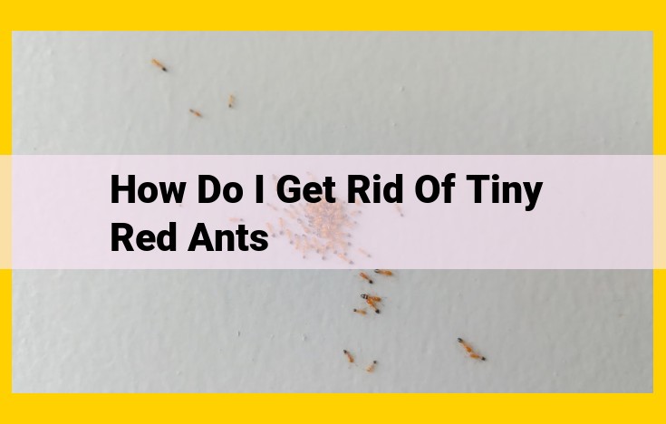 Ultimate Guide to Eliminating Tiny Red Ants: Non-Chemical, Chemical, and Preventative Measures