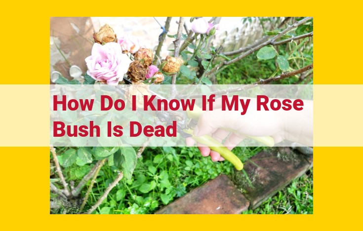 Diagnosing and Reviving a Dying Rose Bush: Signs and Solutions