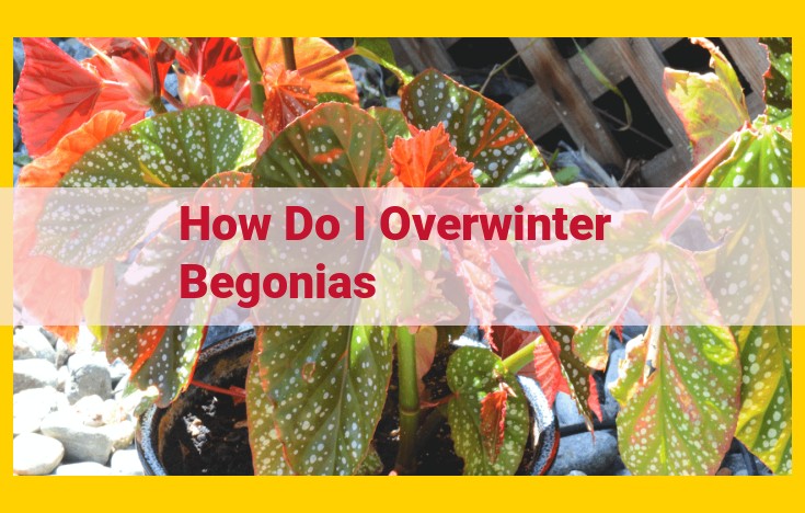 How to Overwinter Begonias: Comprehensive Guide for Optimal Winter Care