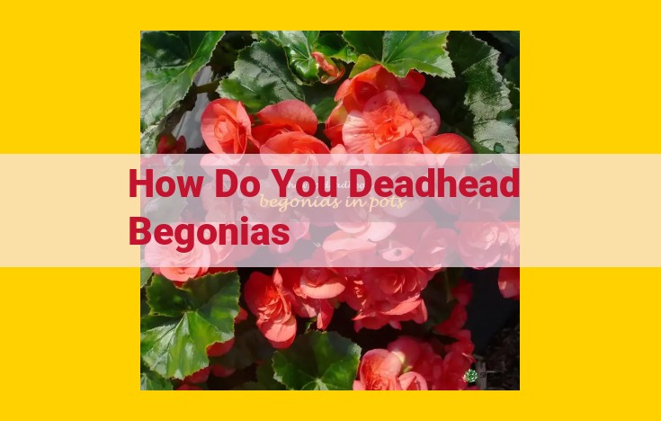 Deadheading Begonias: Promote Continuous Flowering and Aesthetic Appeal