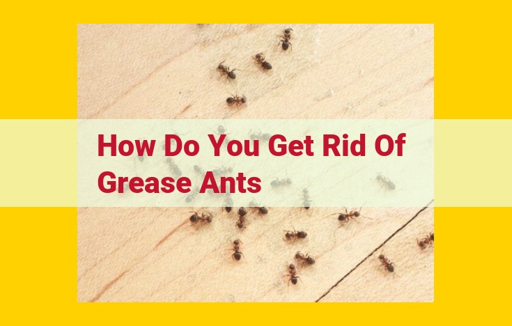 Eliminate Grease Ants: Preventative Measures, Treatment Options, and Professional Advice