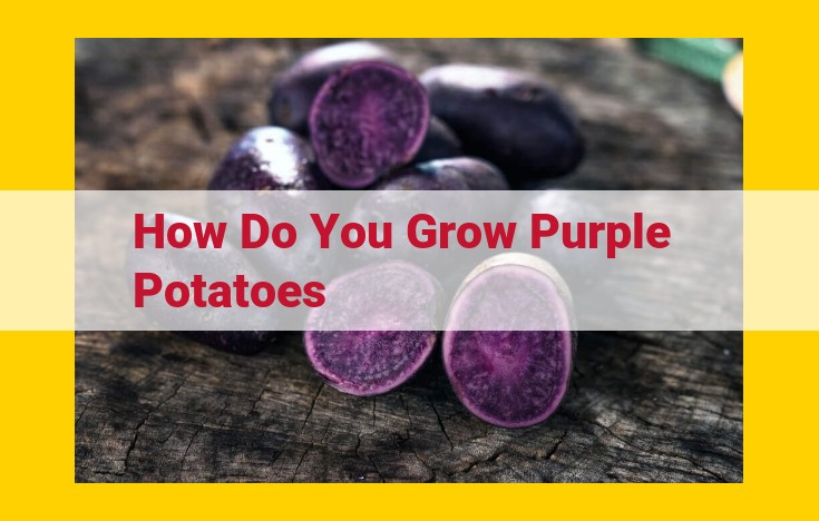 Grow Purple Potatoes Successfully: A Comprehensive Guide for Abundant Harvest