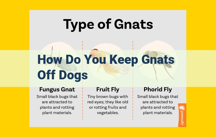 How to Prevent Gnats from Bothering Your Dog: Effective Home Remedies