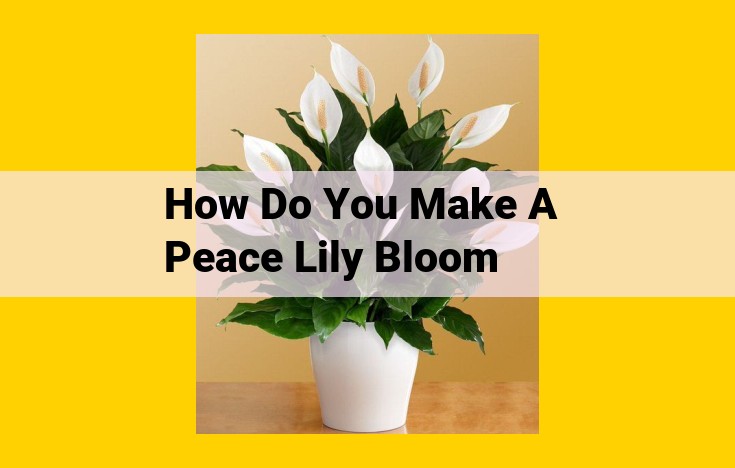 Enhancing Peace Lily Blooms: A Comprehensive Guide to Nurturing Your Plant