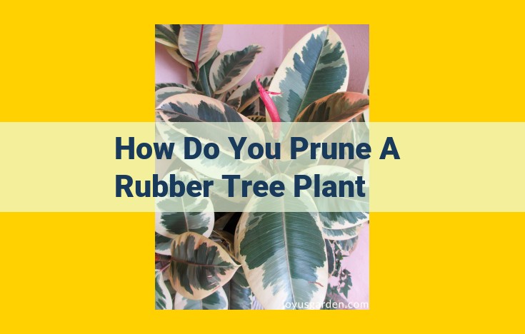 Expert Guide to Pruning Rubber Tree Plants: Enhance Growth, Shape, and Health