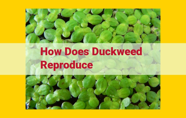 Understanding Duckweed Reproduction: Vegetative Expansion and Environmental Influences