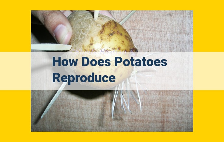 Potato Vegetative Reproduction: Tubers, Eyes, and Sprouts Explained for SEO