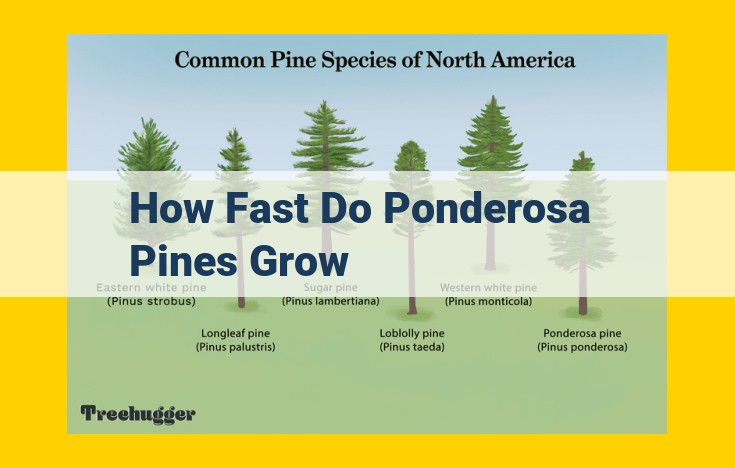 Growth Rate of Ponderosa Pines: Factors Influencing Height and Development