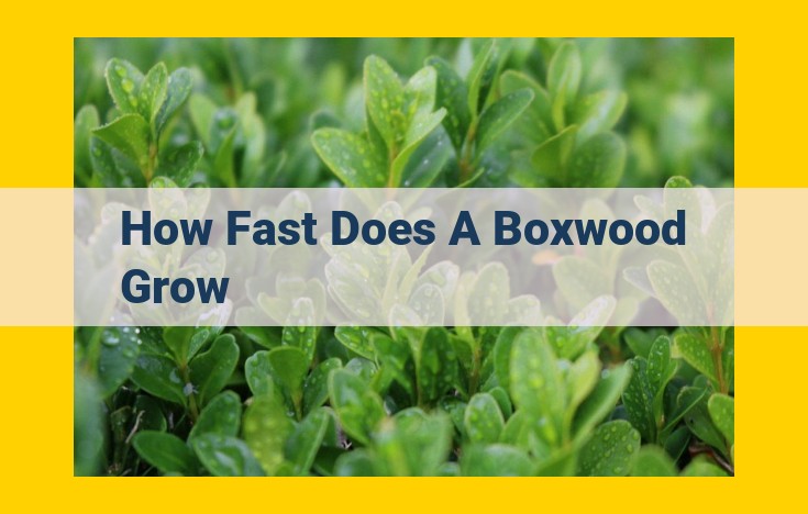 Boxwood Growth Rates: Growth Factors and Maximizing Plant Performance