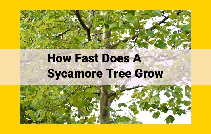 How Fast Do Sycamore Trees Grow? Factors Affecting Growth Rate