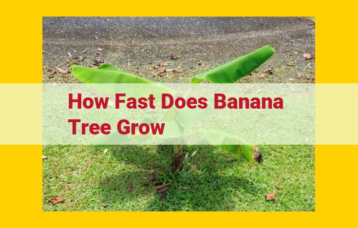 Unveiling the Rapid Growth of Banana Trees: Accelerating Maturity for Abundant Fruit Production