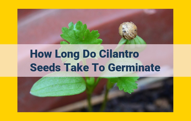 Optimize Cilantro Seed Germination: A Guide to Achieving Seedling Success