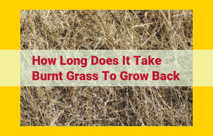 Burnt Grass Recovery: Timeline, Causes, and Care Tips