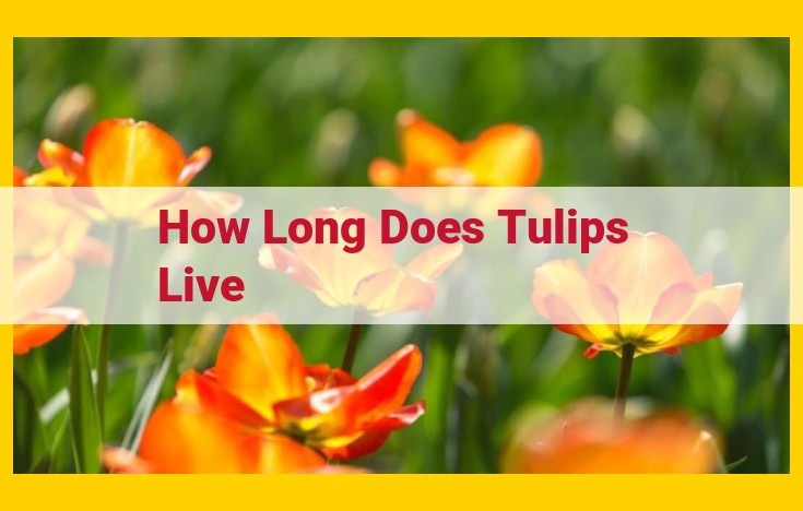 Longevity of Tulip Bulbs: Duration, Bloom Time, and Factors Affecting Lifespan