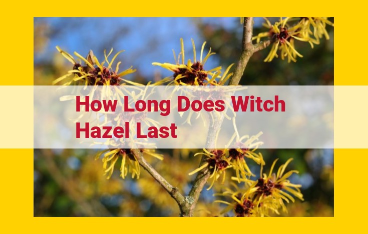 Witch Hazel: Lifespan, Benefits, and Proper Usage