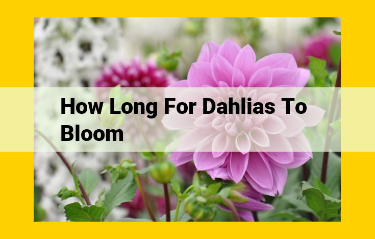 Understanding the Dahlia Bloom Cycle: Factors Impacting Timing, Duration, and Abundance