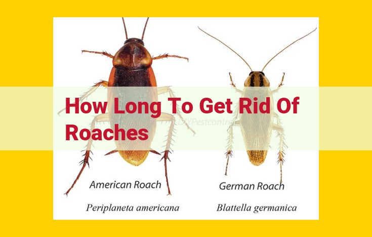 Comprehensive Guide to Eliminating Roaches: Timeline and Strategies