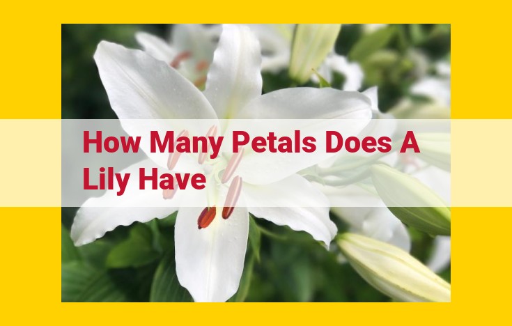 Lilies: Unraveling the Petal Count Mystery