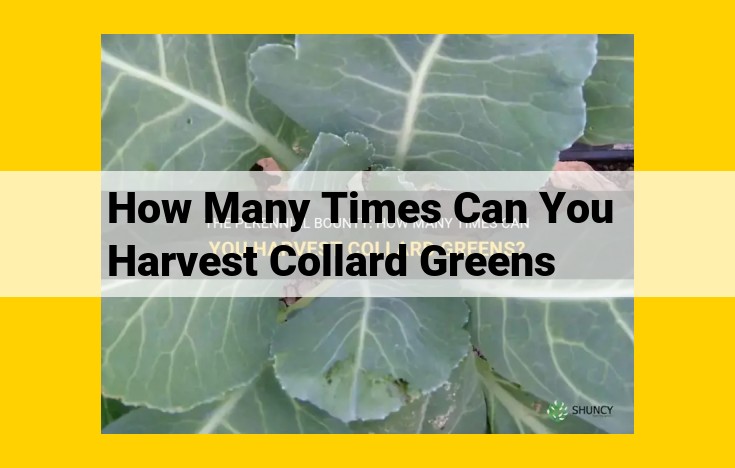 Maximize Collard Greens Harvest: A Guide to Optimal Timing and Techniques