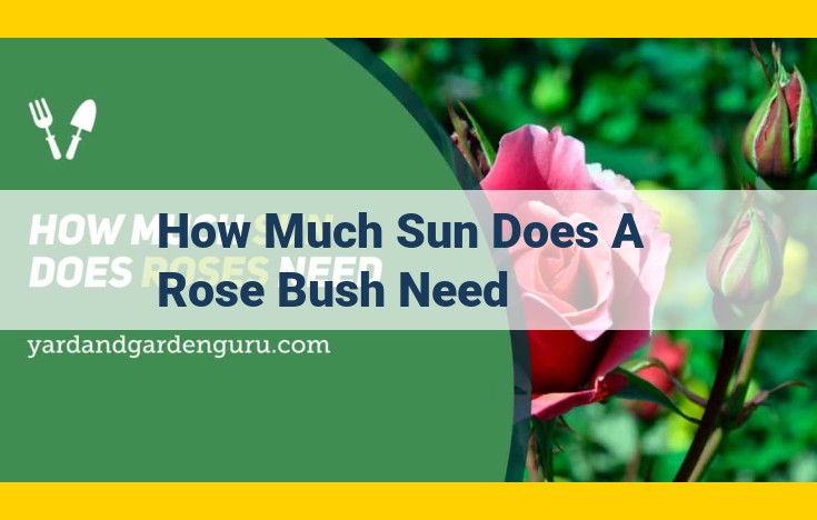 Essential Sunlight for Thriving Rose Bushes: A Guide to Optimal Bloom