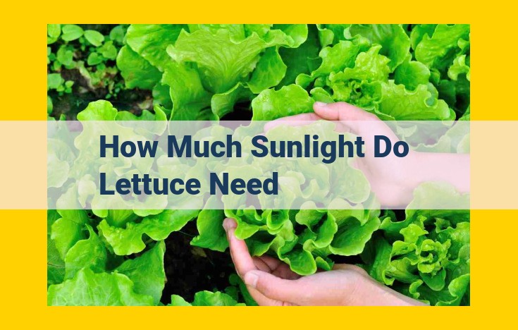 Impact of Sunlight on Lettuce Growth: Maximizing Yield and Quality