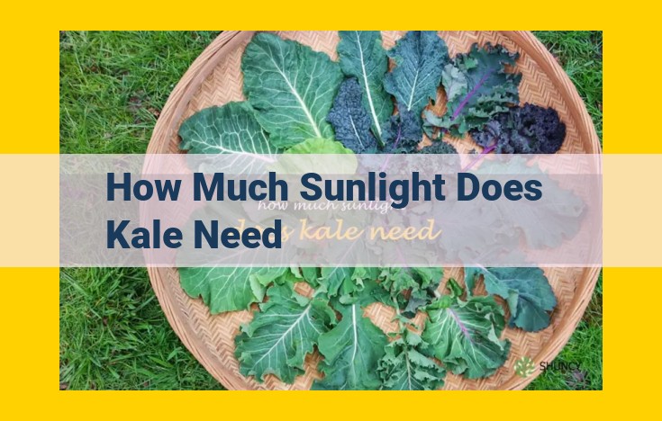 Maximize Kale Growth: Essential Sunlight Requirements and Optimal Placement