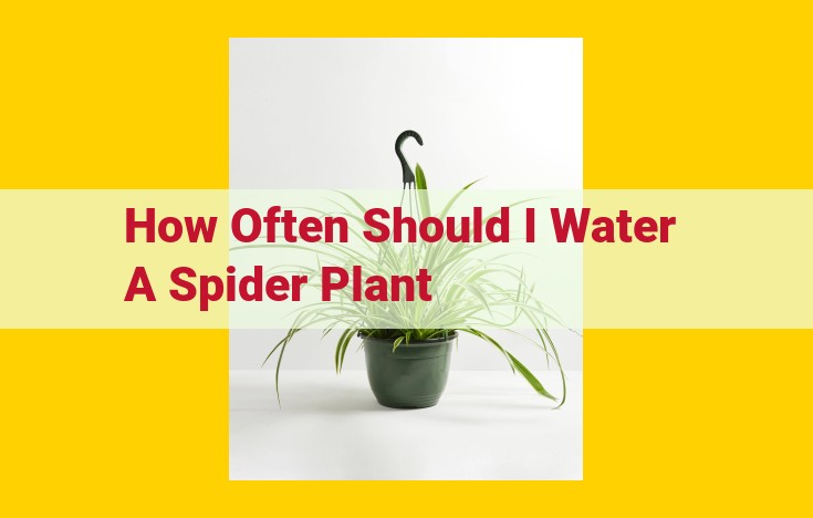 Essential Watering Guide: Keep Your Spider Plants Thriving