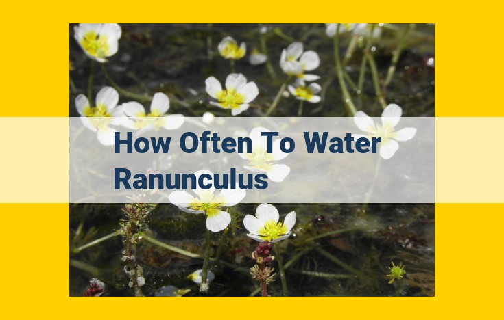 Comprehensive Guide to Ranunculus Watering: Frequency, Technique, and Drainage Considerations