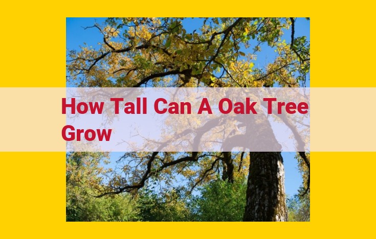 The Magnificent Oak: Size, Silviculture, and Architectural Significance