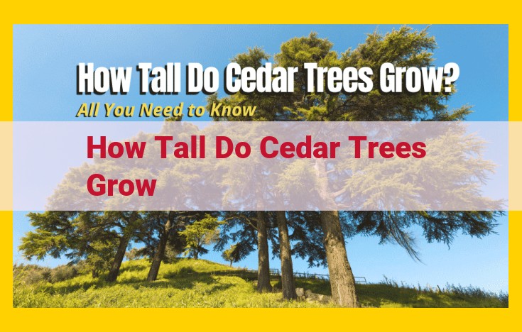 Discover the Majestic Heights of Cedar Trees: Reaching Celestial Heights of 200 Feet and Beyond