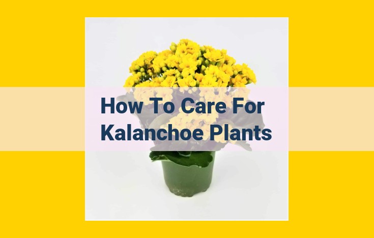 Essential Kalanchoe Care: Watering, Fertilization, Lighting, Soil, and Temperature