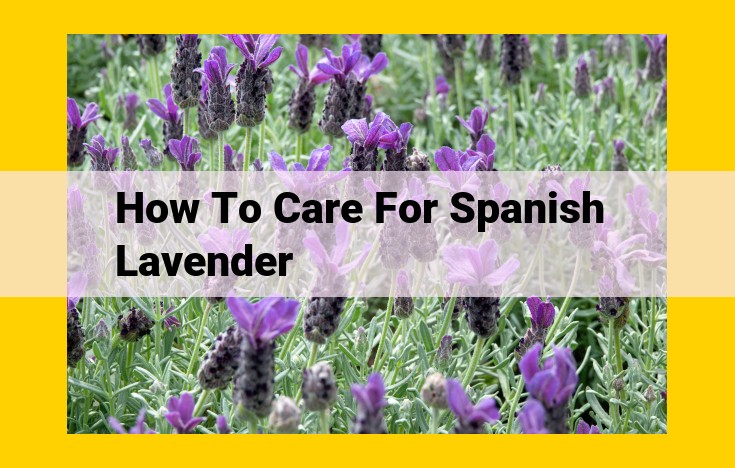 Spanish Lavender Growing Guide: Cultivation, Care, and Uses