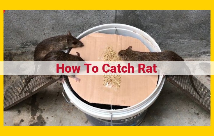 Expert Guide to Effective Rat Removal: Prevention and Control Methods