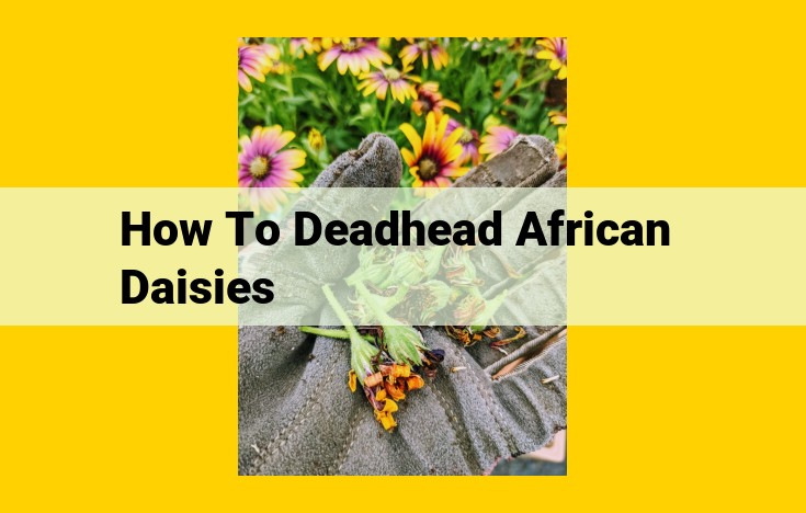 Expert Guide to Deadheading African Daisies for Optimal Growth and Bloom