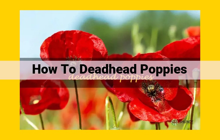 Ultimate Guide to Deadheading Poppies for Extended Blooms & Continuous Flower Production