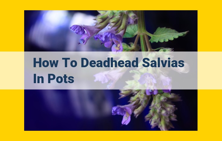 Essential Salvia Care: Deadheading for Non-Stop Blooms and a Healthy Garden