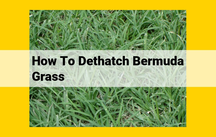 Bermuda Grass Dethatching: A Comprehensive Guide for Lawn Revitalization