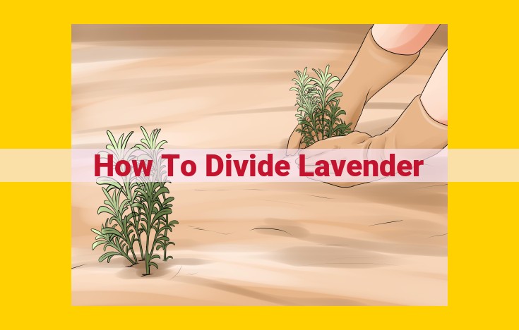 Expert Guide to Propagating Lavender by Division: Step-by-Step Instructions