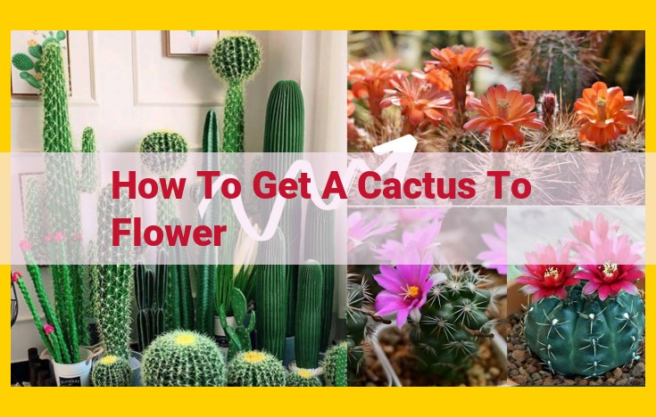 Ultimate Guide to Encouraging Cactus Flowering: Hydration, Sunlight, Temperature, and More