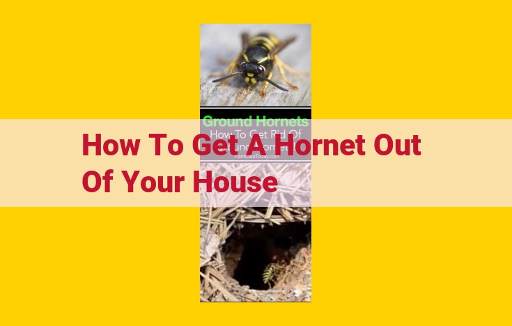 Ultimate Guide to Hornet Control: Effective Removal and Prevention Strategies