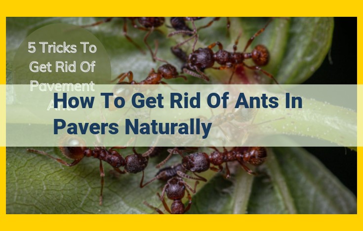 Natural Ant Deterrence for Pavers: Vinegar, Borax, Essential Oils, Crack Sealing, and Cleanliness