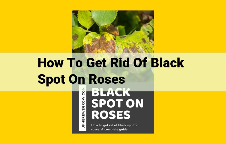 Black Spot Control in Roses: Comprehensive Guide to Chemical and Cultural Measures