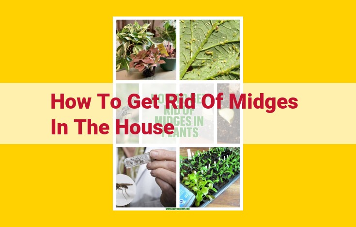 Eliminate Midges: A Comprehensive Guide to Prevention and Control