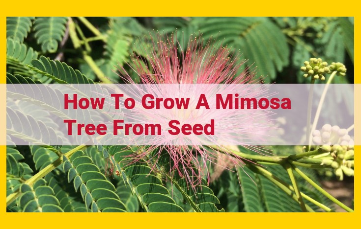 How to Cultivate a Vibrant Mimosa Tree: A Comprehensive Guide from Seed to Splendor