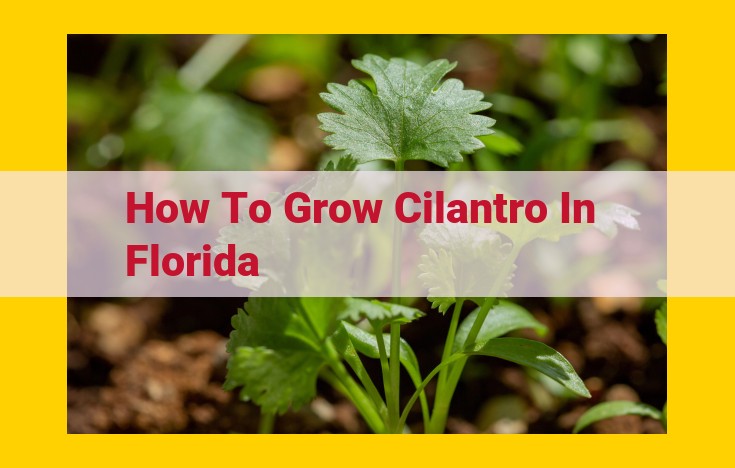 Optimize Cilantro Production in Florida: A Guide for Maximizing Yield