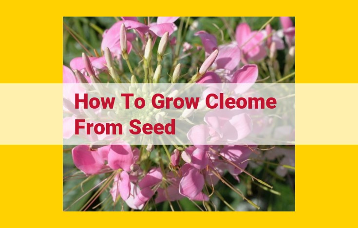 Growing Cleomes from Seed: A Complete Guide for Success